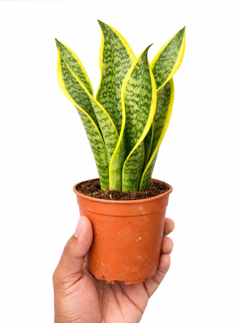 نبتة الثعبان الداخلية الطازجة (ارتفاع 15-20 سم) | نبتة سانسييفيريا حية | نبتة منزلية طبيعية لتنقية الهواء | سهلة العناية ومناسبة لديكور المنزل والمكتب - Image 5