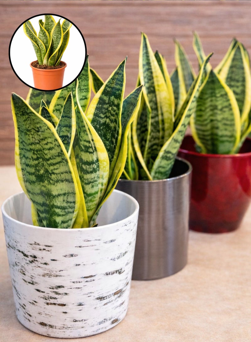 نبتة الثعبان الداخلية الطازجة (ارتفاع 15-20 سم) | نبتة سانسييفيريا حية | نبتة منزلية طبيعية لتنقية الهواء | سهلة العناية ومناسبة لديكور المنزل والمكتب - Image 4