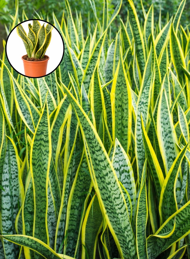 نبتة الثعبان الداخلية الطازجة (ارتفاع 15-20 سم) | نبتة سانسييفيريا حية | نبتة منزلية طبيعية لتنقية الهواء | سهلة العناية ومناسبة لديكور المنزل والمكتب - Image 3