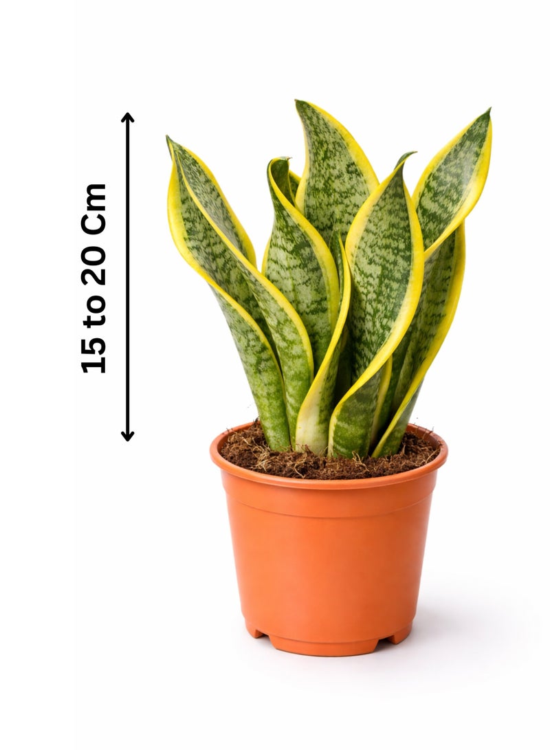 بلانت نبتة الثعبان الداخلية الطازجة (ارتفاع 15-20 سم) | نبتة سانسييفيريا حية | نبتة منزلية طبيعية لتنقية الهواء | سهلة العناية ومناسبة لديكور المنزل والمكتب - Image 2