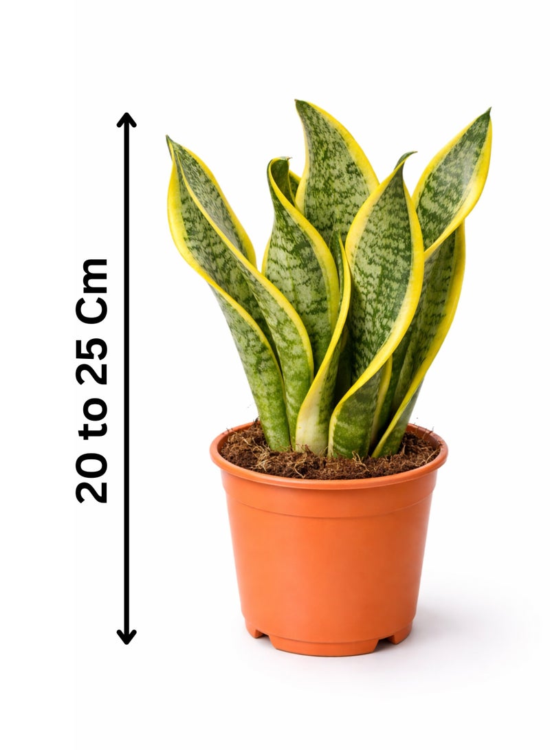بلانت نبتة الثعبان (Snake Plant) منزلية طازجة (ارتفاع 20–25 سم) | نبتة سانسييفيريا حية | نبتة منزلية طبيعية لتنقية الهواء | ديكور منزلي ومكتبي قليل العناية - Image 2