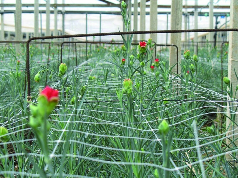 Tenax TENAX Hortonova Trellis 65x100 White Net  - Image 3