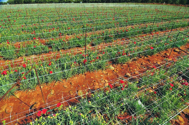 Tenax TENAX Hortonova Trellis 65x100 White Net  - Image 4