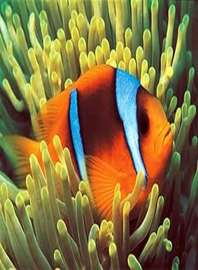 Clownfish 500pcs puzzle(glow in the dark)