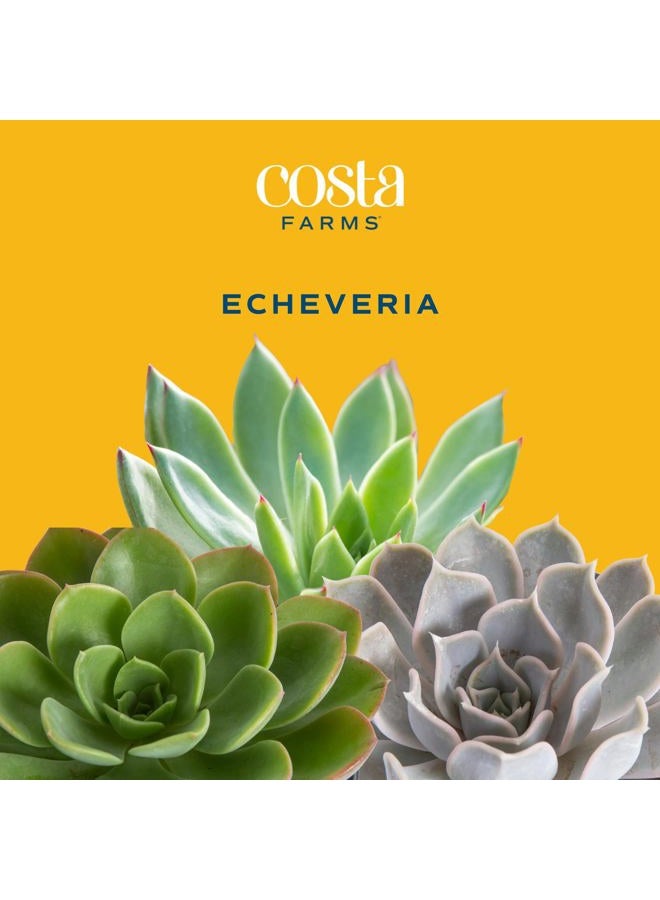 Costa Farms Mini Succulent Live Plant, Echeveria Live Houseplant in 2.5-Inch Cute Succulents Pots, Unique Gift and Room Decor, 4-Inches Tall - Image 3
