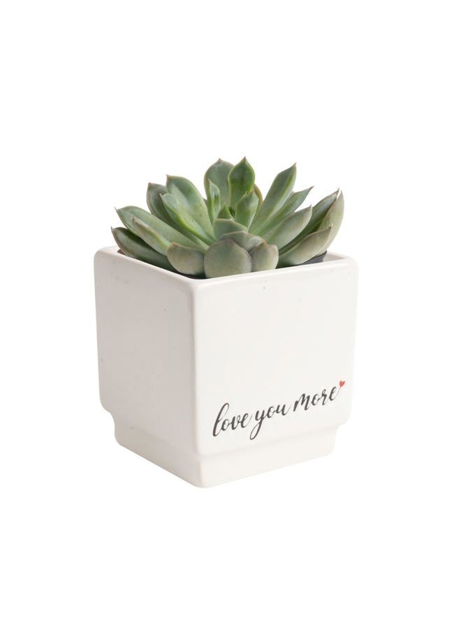 Costa Farms Mini Succulent Live Plant, Echeveria Live Houseplant in 2.5-Inch Cute Succulents Pots, Unique Gift and Room Decor, 4-Inches Tall - Image 1