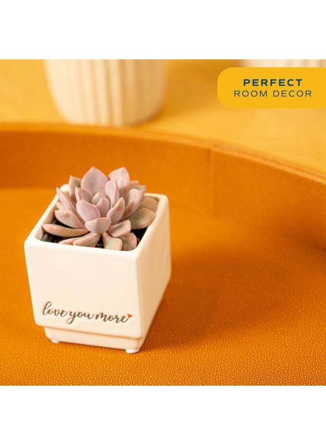 Costa Farms Mini Succulent Live Plant, Echeveria Live Houseplant in 2.5-Inch Cute Succulents Pots, Unique Gift and Room Decor, 4-Inches Tall - Image 2