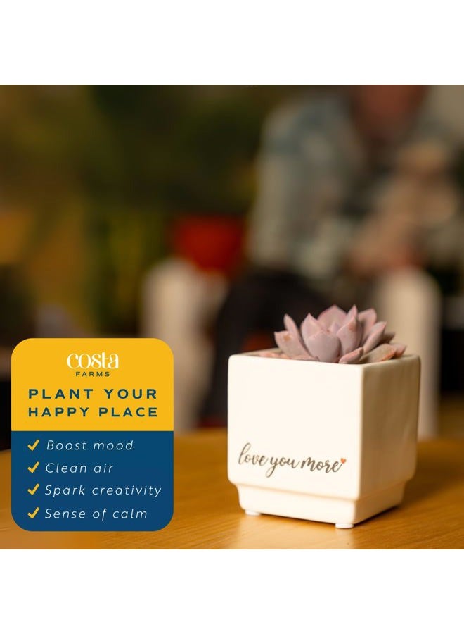 Costa Farms Mini Succulent Live Plant, Echeveria Live Houseplant in 2.5-Inch Cute Succulents Pots, Unique Gift and Room Decor, 4-Inches Tall - Image 4