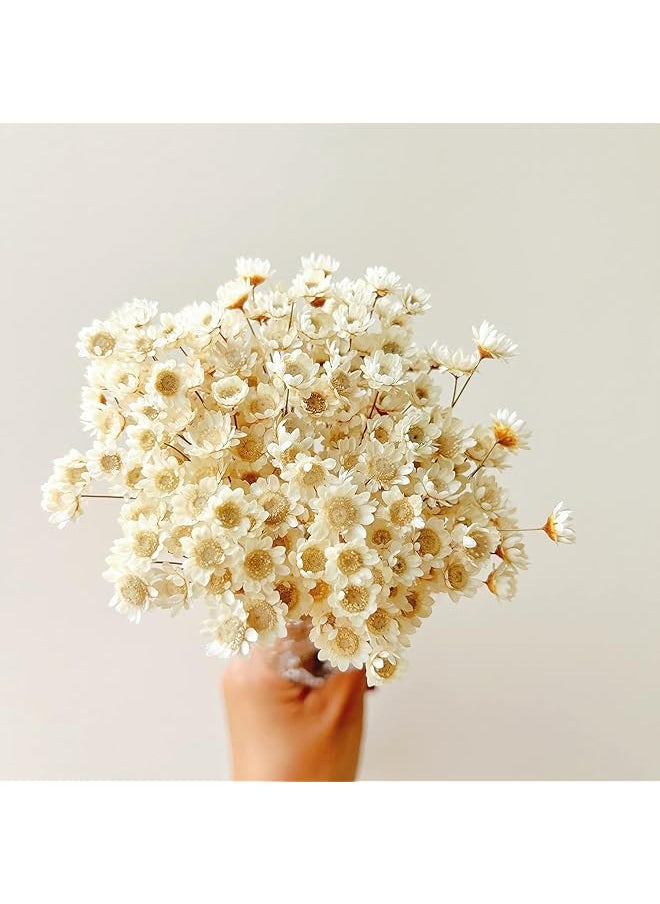 erorex Natural Dried Brazilian Mini Star Daisy Flowers (100 Stems) – Small Chamomile Bouquets for Wedding, Home Decor, Valentine's Day Gifts & Floral Arrangements (White)  - Image 1