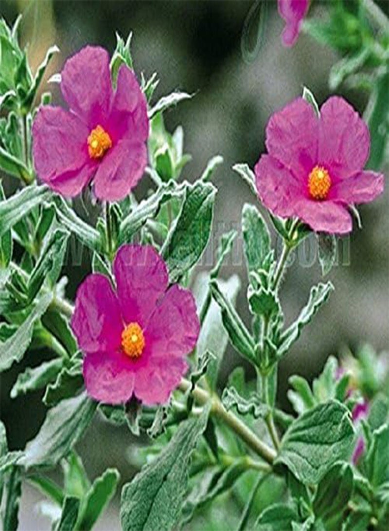 GGOOT 25 Tauric Rock Rose, (SEEDS)CISTUS incanus ssp. tauricus, - Image 2
