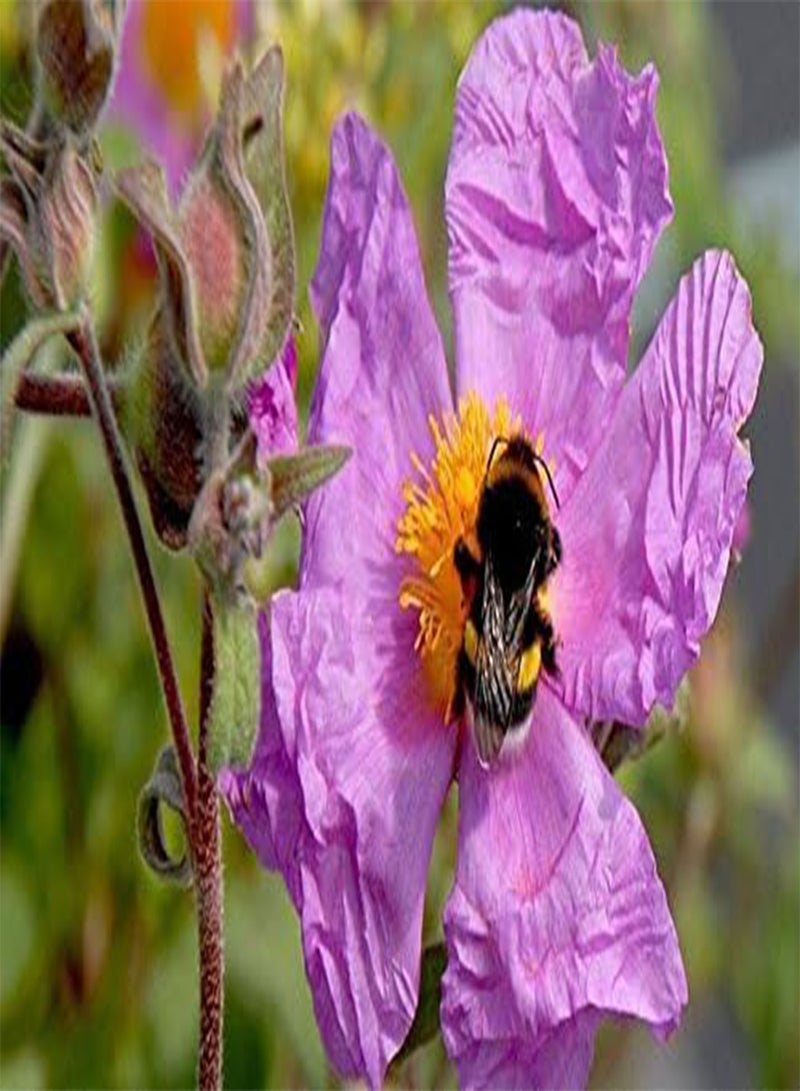 GGOOT 25 Tauric Rock Rose, (SEEDS)CISTUS incanus ssp. tauricus, - Image 1