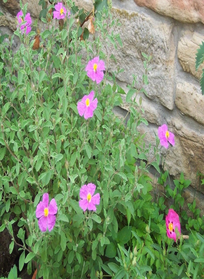 GGOOT 25 Tauric Rock Rose, (SEEDS)CISTUS incanus ssp. tauricus, - Image 3