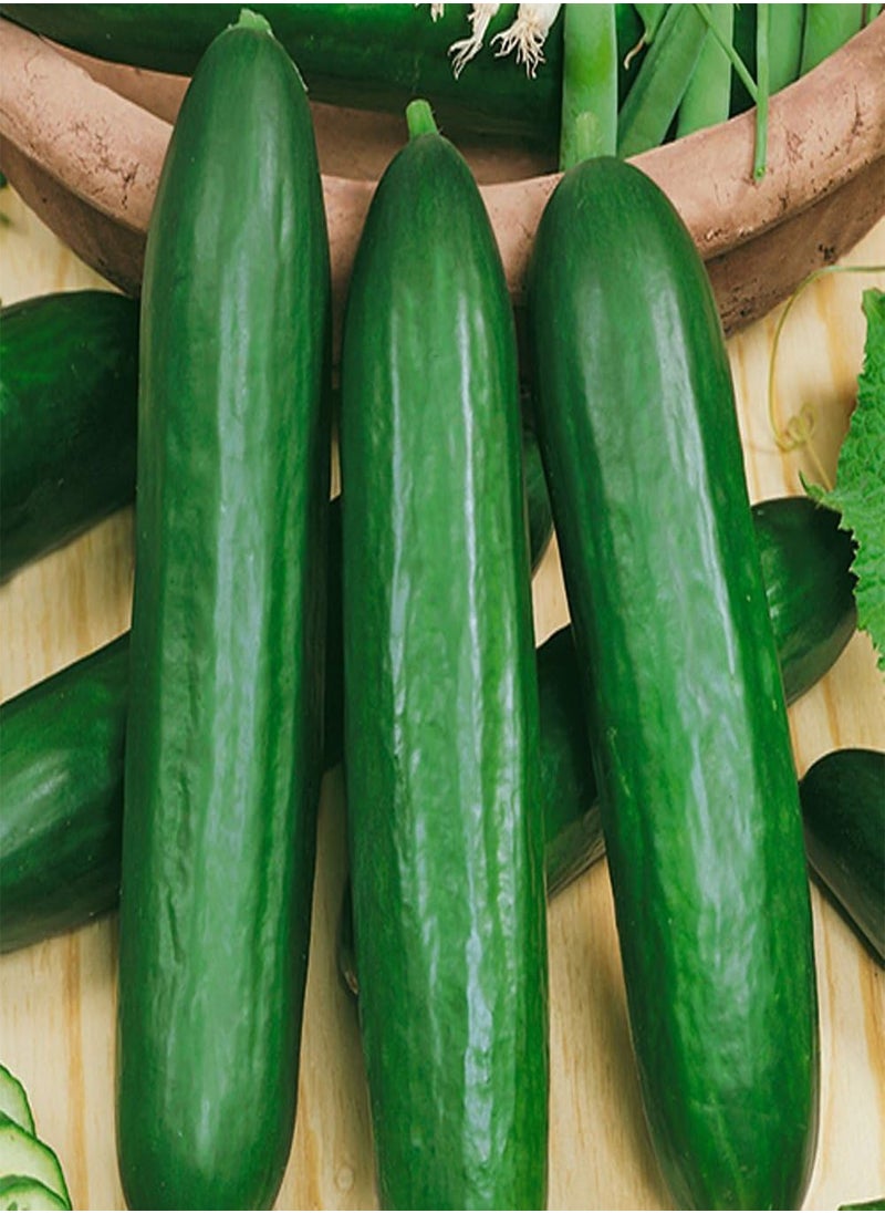 GGOOT - - Seeds Indoor Cucumber Self-Pollinated Long Zozula F1 45 Days Vegetable for Planting Non GMO - Image 1