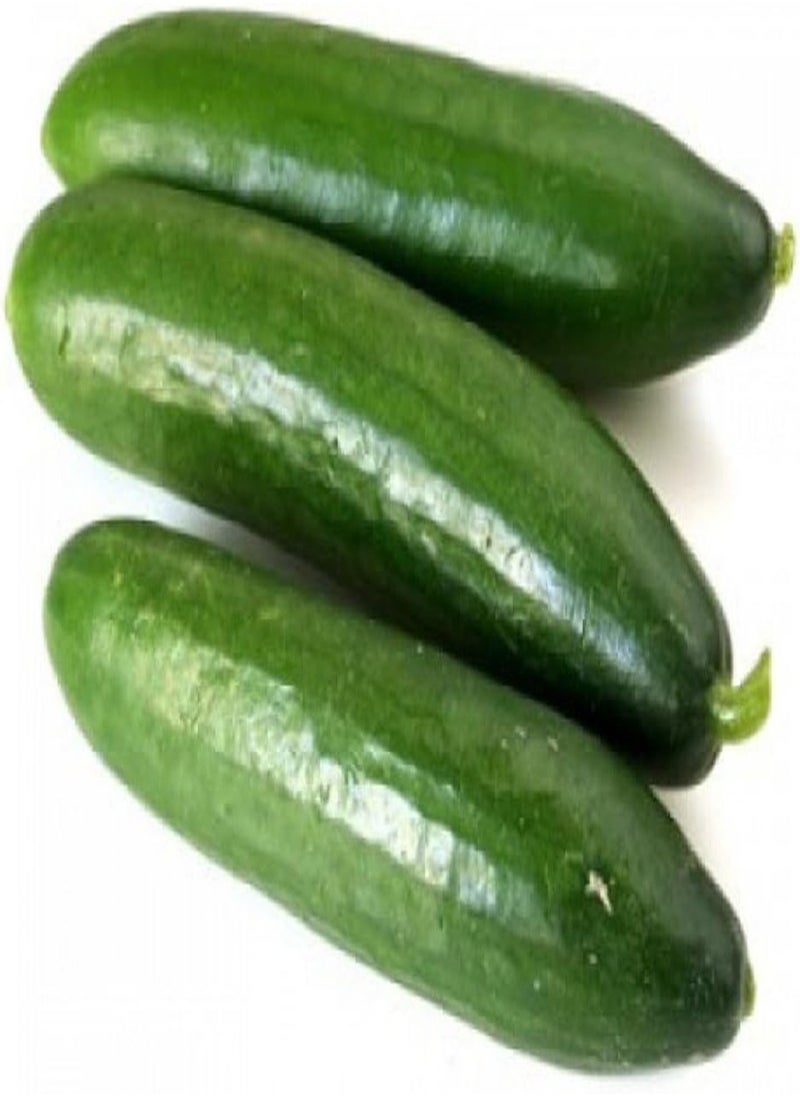 GGOOT - - Seeds Indoor Cucumber Self-Pollinated Long Zozula F1 45 Days Vegetable for Planting Non GMO - Image 1
