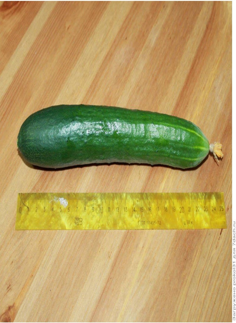 GGOOT - - Seeds Indoor Cucumber Self-Pollinated Long Zozula F1 45 Days Vegetable for Planting Non GMO - Image 1