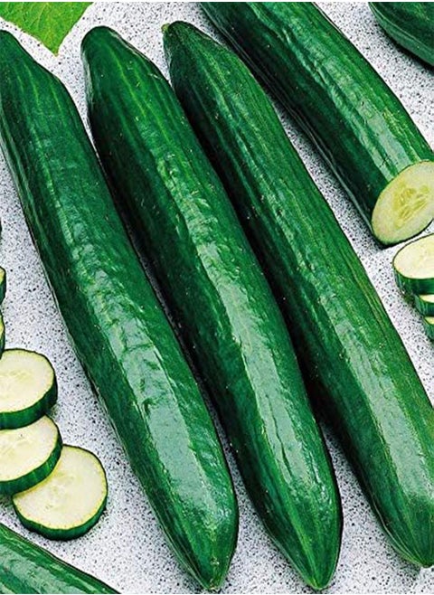 - Seeds Indoor Cucumber Self-Pollinated Long Zozula F1 45 Days Vegetable for Planting Non GMO