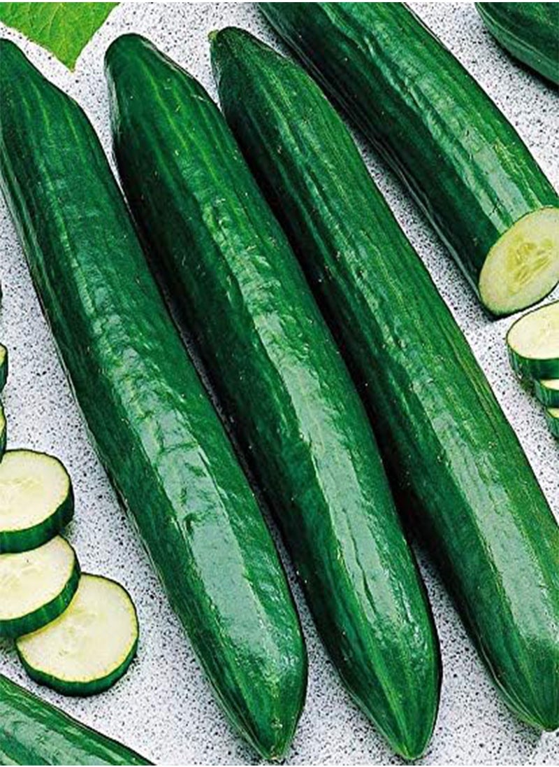 GGOOT - - Seeds Indoor Cucumber Self-Pollinated Long Zozula F1 45 Days Vegetable for Planting Non GMO - Image 1