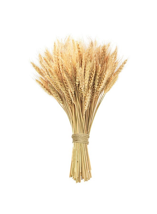 Phliofd 20.5 inches Dried Wheat Stalks, 100 Stems Dried Flowers 100% Natural Wheat for Home Kitchen Office Flowers Arrangement Wedding Table Christmas Farmhouse Boho Party Fall Décor - Image 1