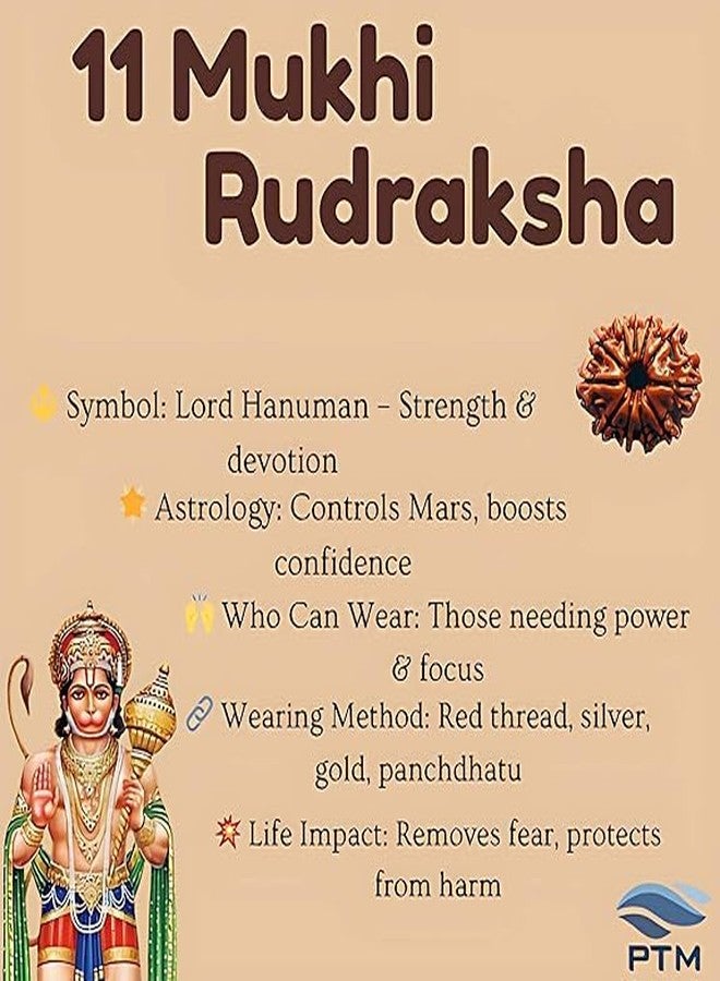 بي تي إم 11 خرزة موخي رودراكشا معتمدة من PTM | Gyarah Mukhi/Eleven Face رودراكشا الطبيعية النيبالية الأصلية مع شهادة تم اختبارها معمليًا | علاج فلكي رودراكشا للرجال والنساء - Image 3