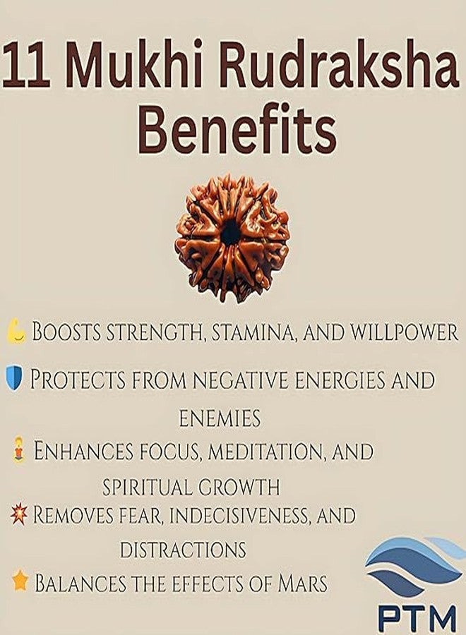 بي تي إم 11 خرزة موخي رودراكشا معتمدة من PTM | Gyarah Mukhi/Eleven Face رودراكشا الطبيعية النيبالية الأصلية مع شهادة تم اختبارها معمليًا | علاج فلكي رودراكشا للرجال والنساء - Image 4