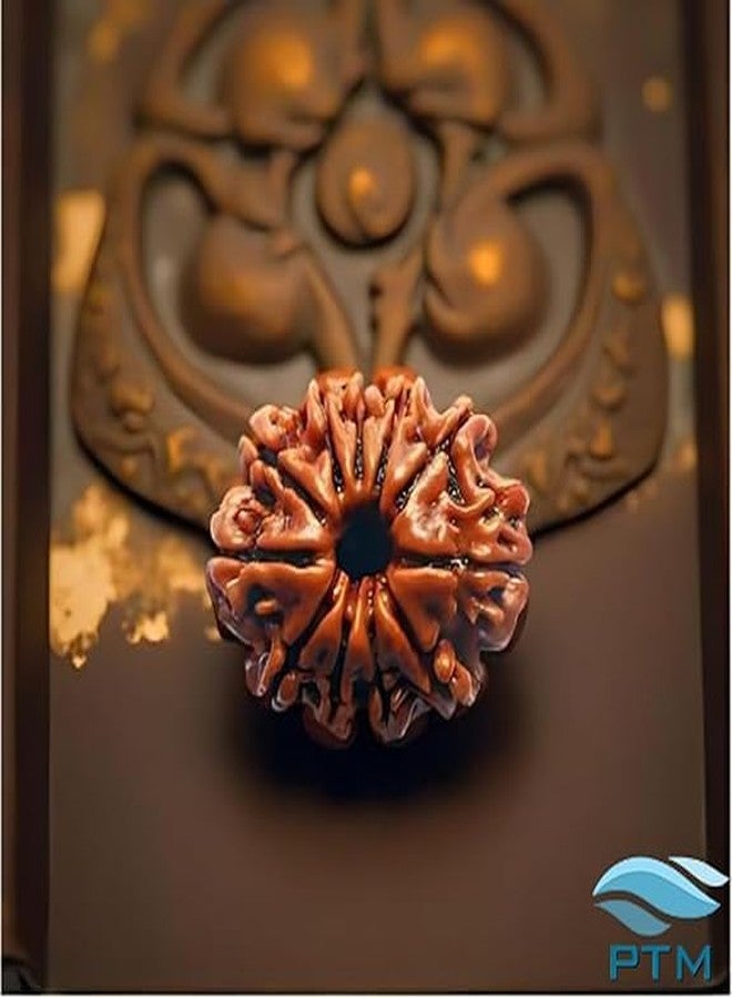 بي تي إم 11 خرزة موخي رودراكشا معتمدة من PTM | Gyarah Mukhi/Eleven Face رودراكشا الطبيعية النيبالية الأصلية مع شهادة تم اختبارها معمليًا | علاج فلكي رودراكشا للرجال والنساء - Image 2