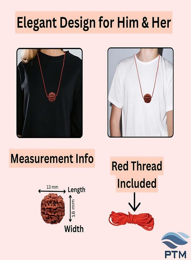 بي تي إم 11 خرزة موخي رودراكشا معتمدة من PTM | Gyarah Mukhi/Eleven Face رودراكشا الطبيعية النيبالية الأصلية مع شهادة تم اختبارها معمليًا | علاج فلكي رودراكشا للرجال والنساء - Image 5