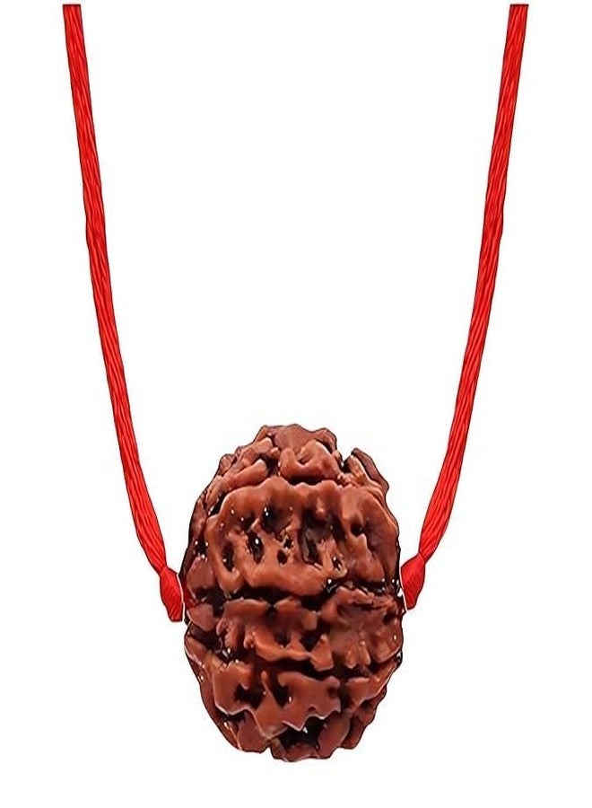 بي تي إم 11 خرزة موخي رودراكشا معتمدة من PTM | Gyarah Mukhi/Eleven Face رودراكشا الطبيعية النيبالية الأصلية مع شهادة تم اختبارها معمليًا | علاج فلكي رودراكشا للرجال والنساء - Image 1