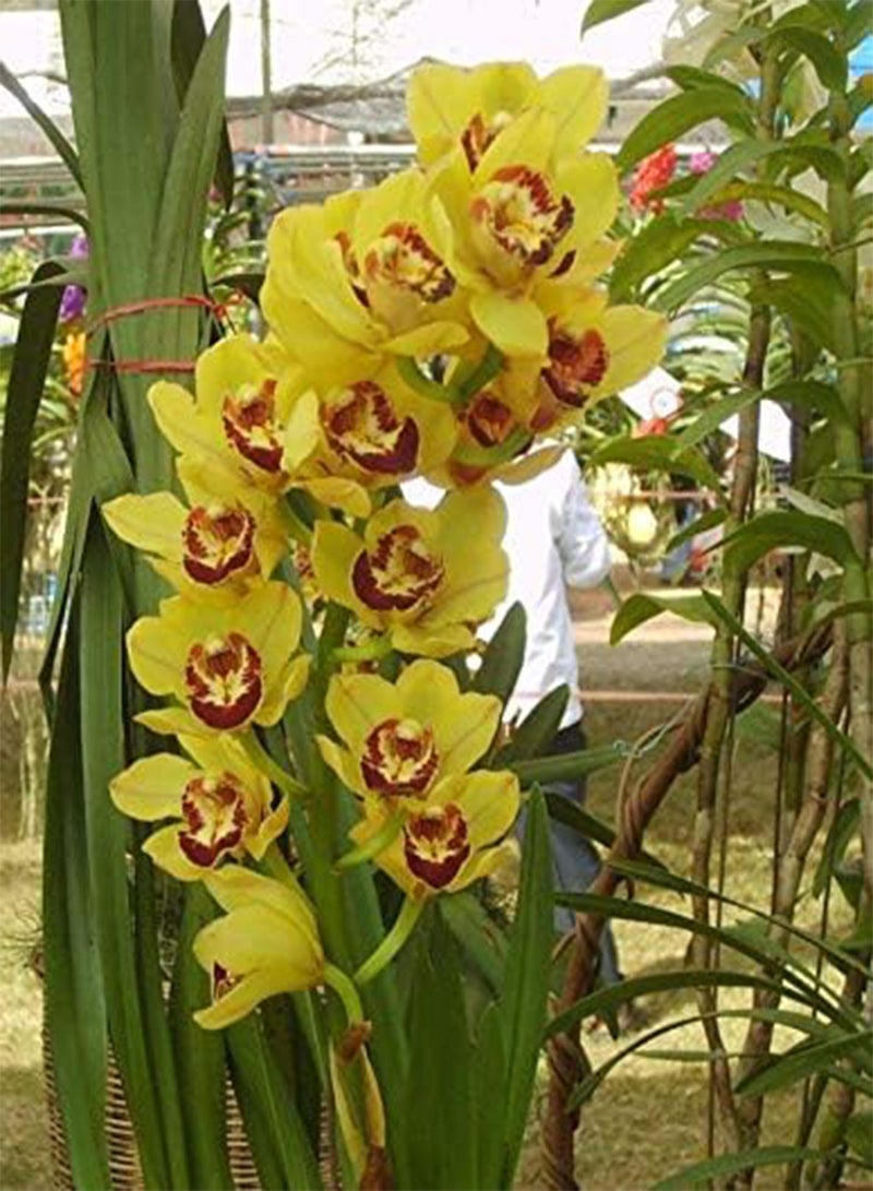GGOOT seeds Fresh 100pcs Phalaenopsis Flower seeds for Planting Red Yellow