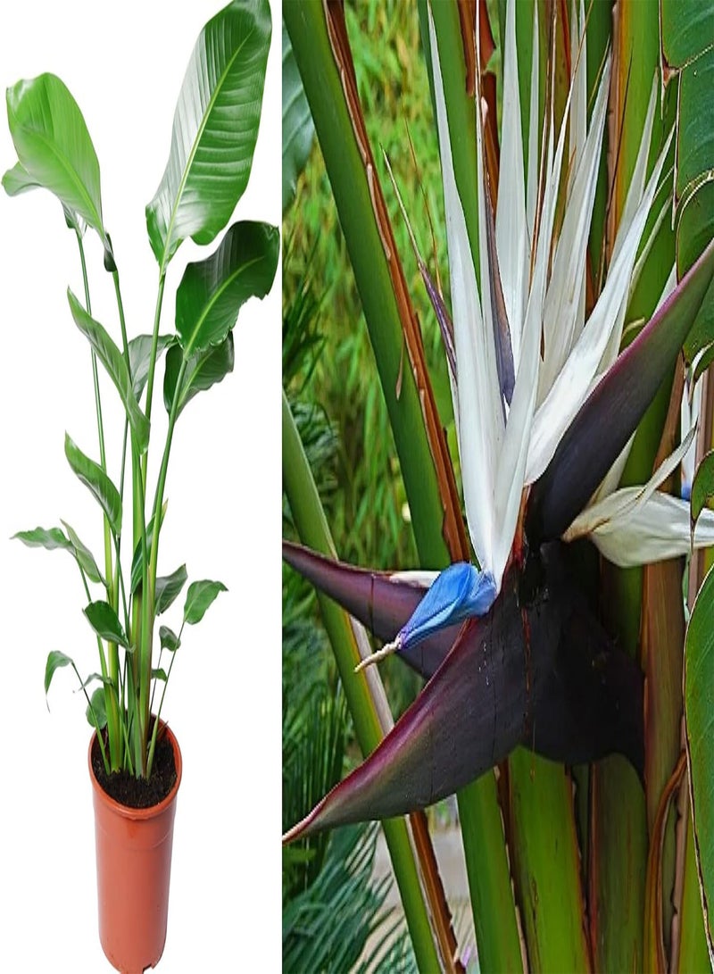 GGOOT White Bird of Paradise - 10 Strelitzia Nicolai Indoor House Plant Seeds - Image 1