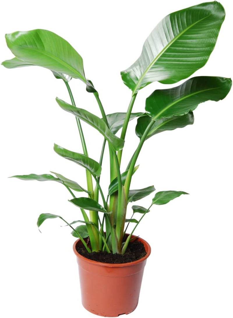GGOOT White Bird of Paradise - 10 Strelitzia Nicolai Indoor House Plant Seeds - Image 2