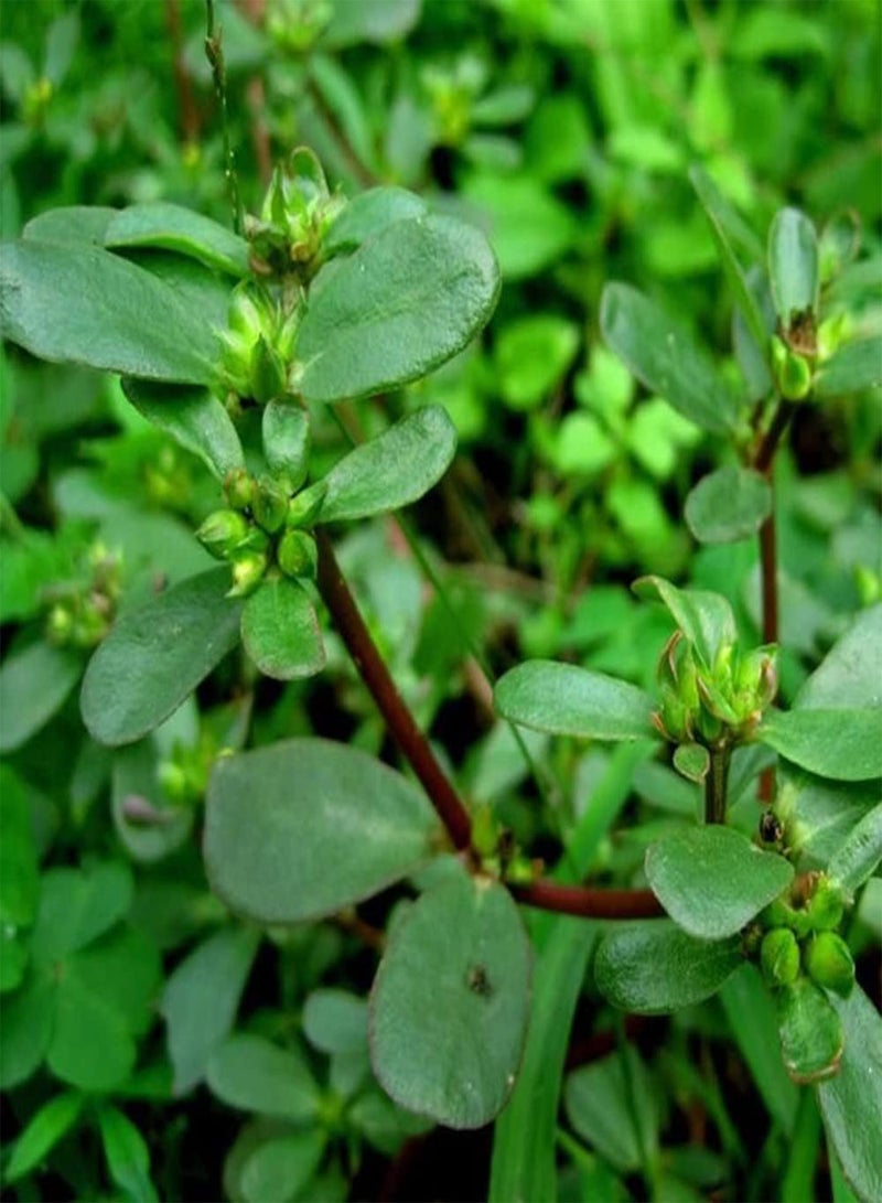 جي جوت 200 قطعة من بذور نبات بورتولاكا أوليراسيا، عشبة سنوية لزراعة حديقة المنزل والشرفة، لخلق مناظر طبيعية خلابة فريدة وسهلة العناية - Image 1