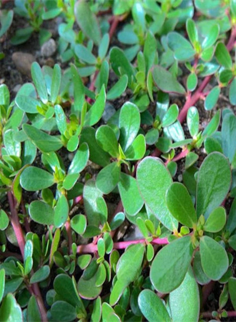 جي جوت 200 قطعة من بذور نبات بورتولاكا أوليراسيا، عشبة سنوية لزراعة حديقة المنزل والشرفة، لخلق مناظر طبيعية خلابة فريدة وسهلة العناية - Image 2