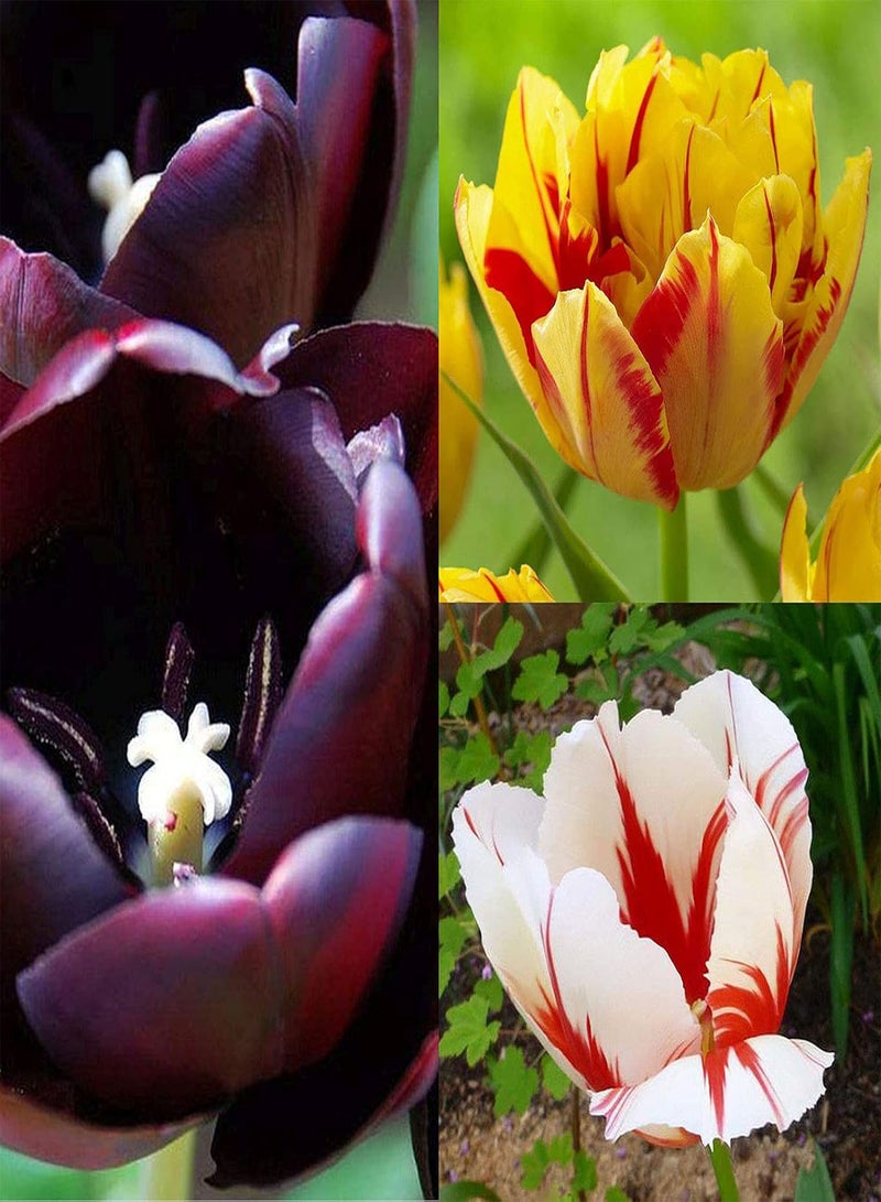 GGOOT 100Pcs Tulip Flower Seeds Perennial Tulip seeds Flower Seeds Potted Plants High Germination Rate Beautiful Flowers for Garden Balcony Outdoor Planting Purple - Image 2