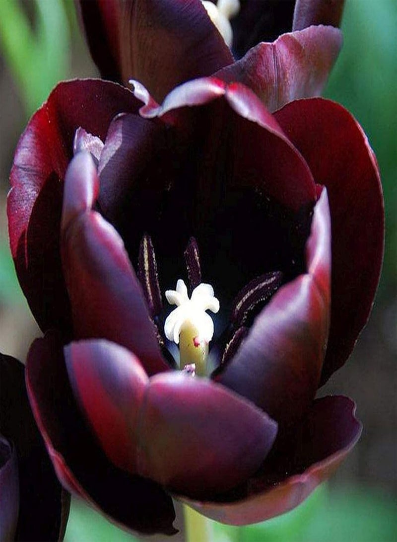 GGOOT 100Pcs Tulip Flower Seeds Perennial Tulip seeds Flower Seeds Potted Plants High Germination Rate Beautiful Flowers for Garden Balcony Outdoor Planting Purple - Image 3