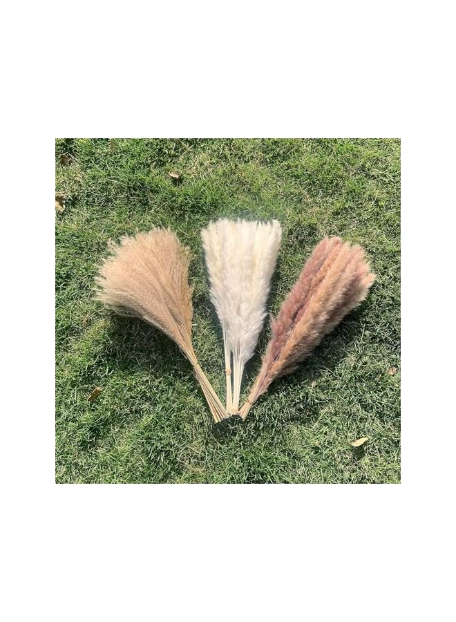 The Bros Natural Dried Pampas Grass Bouquet : Brown White Reed Pampas Floral Arrangements Decorations for Home Room Office Party Decor (60PCS) - Image 4