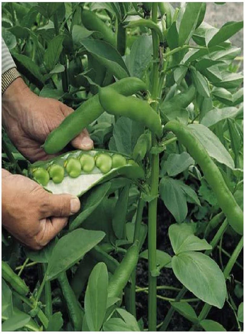 جي جوت - فاصوليا عريضة خضراء طويلة القرون - 60 بذرة نباتية - نكهة رائعة - Image 1