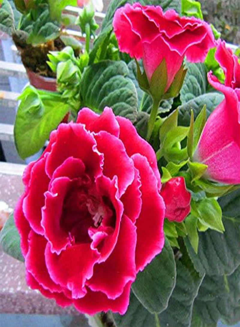 GGOOT seeds Fresh 100 pcs Perennial Sinningia Gloxinia Flower Seeds for Planting Pink