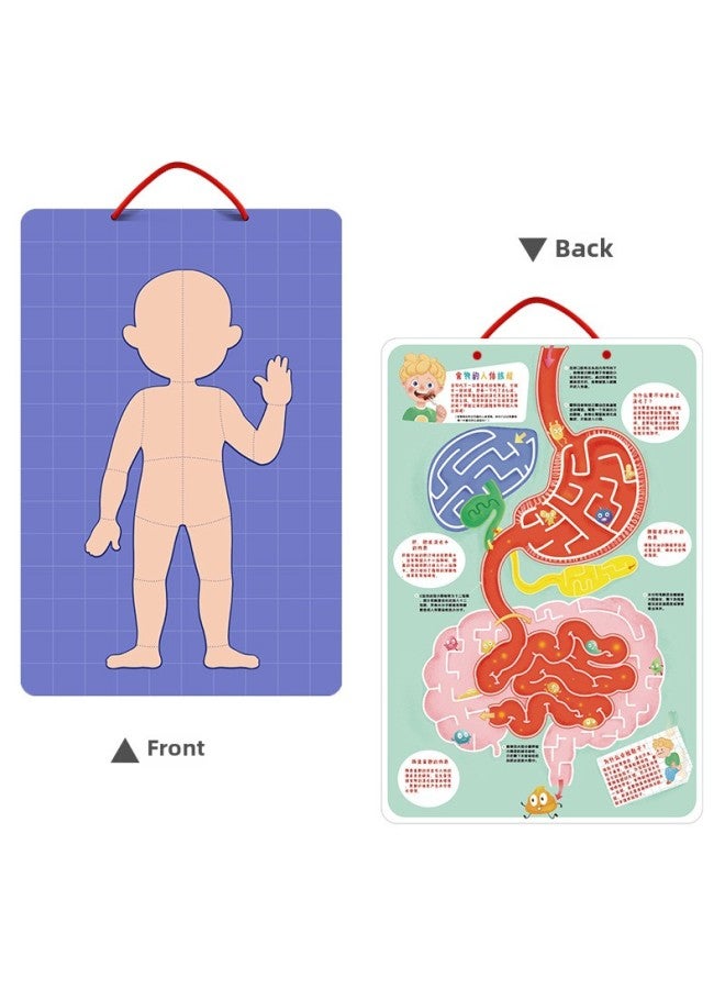 Children's Early Education Educational Toys Magnetic Human Body Structure Cognitive Puzzle 4-Layer Kindergarten For Boys And Girls-Color:Human Mystery Tile - Image 3