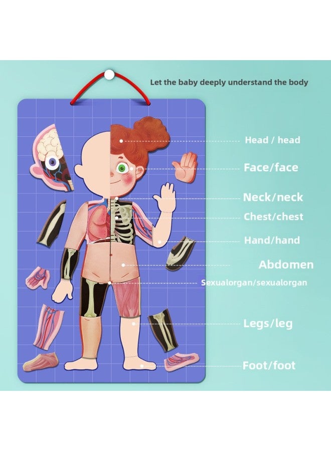 Children's Early Education Educational Toys Magnetic Human Body Structure Cognitive Puzzle 4-Layer Kindergarten For Boys And Girls-Color:Human Mystery Tile - Image 4