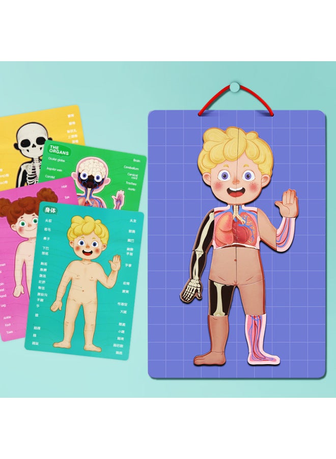 Children's Early Education Educational Toys Magnetic Human Body Structure Cognitive Puzzle 4-Layer Kindergarten For Boys And Girls-Color:Human Mystery Tile - Image 2