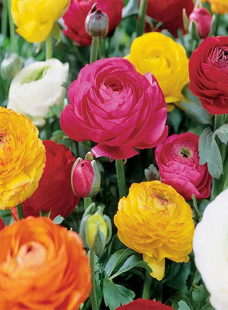 GGOOT 10pcs Gemengde Kleur Ranunculus Bollen Gemakkelijk Groeien Outdoor Sierbloemen Fascinerende Geur in Tuin Boterbloembollen Vlinders Aantrekken - Image 2