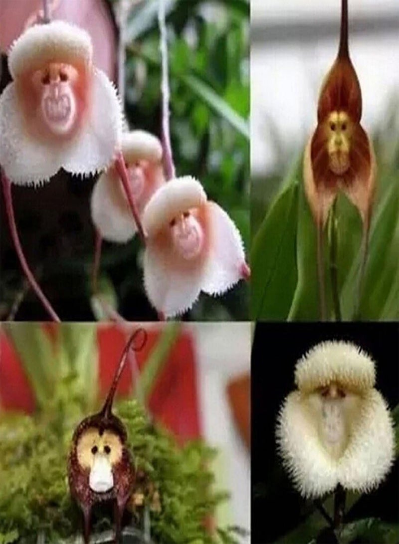 جي جوت 20 قطعة من بذور زهرة الأوركيد على شكل وجه قرد، بذور نباتات البونساي المنزلية - Image 2