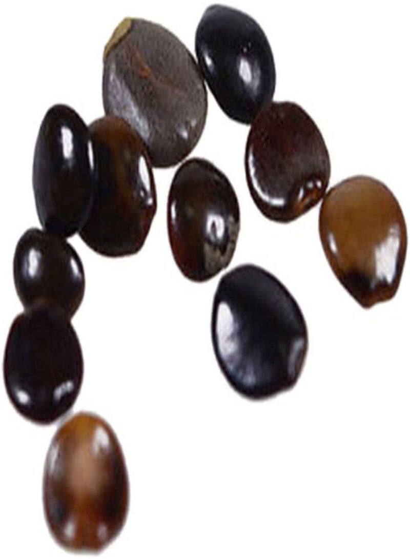 جي جوت 20 قطعة من بذور زهرة الأوركيد على شكل وجه قرد، بذور نباتات البونساي المنزلية - Image 3