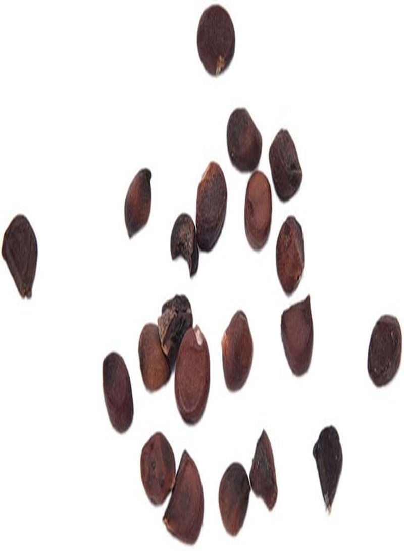 جي جوت 20 قطعة من بذور زهرة الأوركيد على شكل وجه قرد، بذور نباتات البونساي المنزلية - Image 4