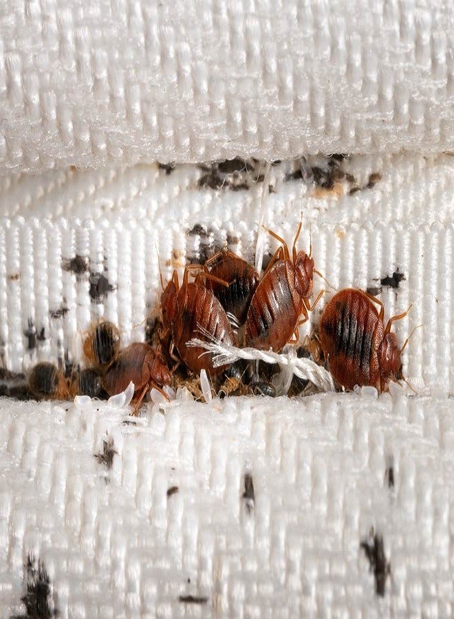 EMC KATMAL All Insects Killer Cockroaches Bed Bugs Termites Ants - Image 3