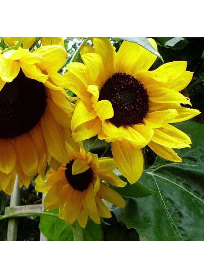 بذور زهرة عباد الشمس الكبيرة