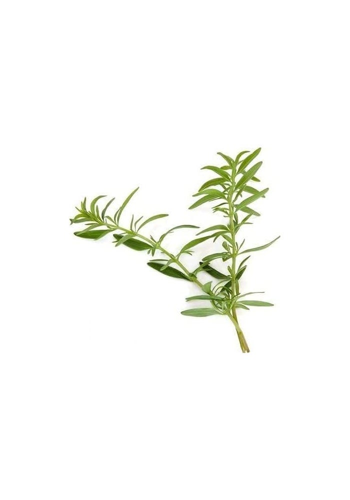 Nature Tea شاي الزعتر - أوراق فضفاضة 100% من الطبيعة (120 مل) - Image 4