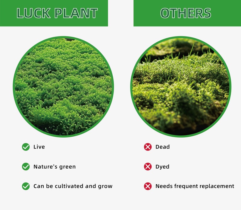 LUCKYRUNES Live Moss for Reptiles - Terrarium Moss for Reptiles Peat Moss for Reptiles Habitat Bedding Moss for Snakes Turtle Frog Gecko and Other Reptiles Substrate 50 Square inches Live Moss - Image 5