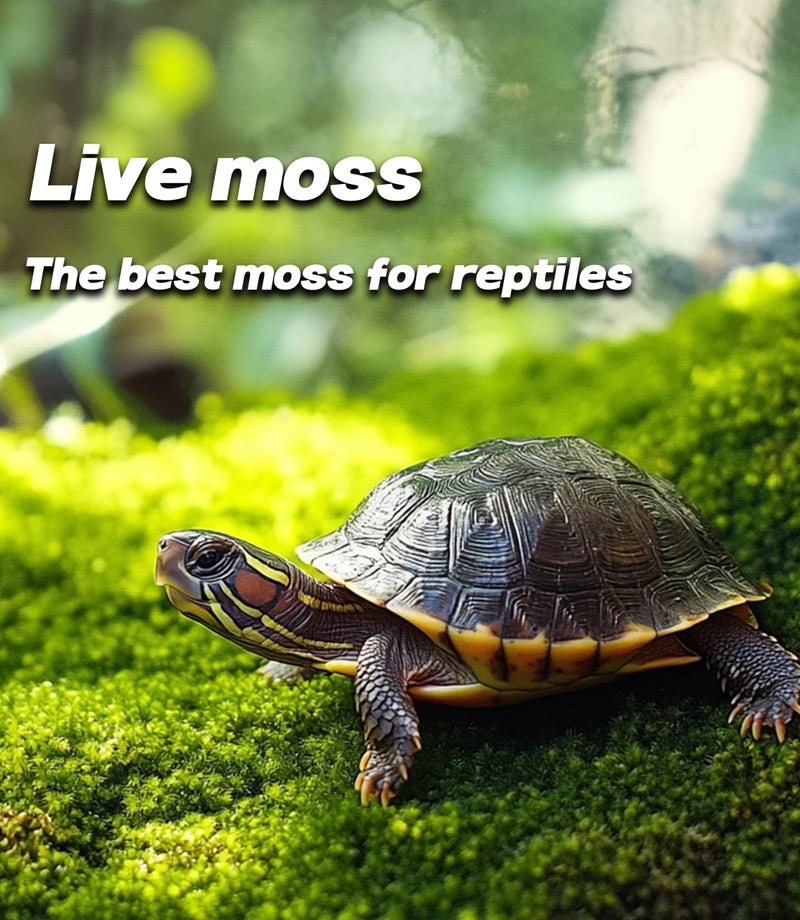 LUCKYRUNES Live Moss for Reptiles - Terrarium Moss for Reptiles Peat Moss for Reptiles Habitat Bedding Moss for Snakes Turtle Frog Gecko and Other Reptiles Substrate 50 Square inches Live Moss - Image 2