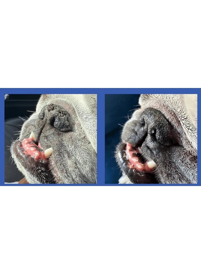 Squishface Nose Balm - Soothe & Protect Dry, Cracked Dog Snouts - Plant-Based, Lick-Safe Formulation to Aid in Relief of Hyperkeratosis - Great for All Breeds! (1.75 oz) - Image 5